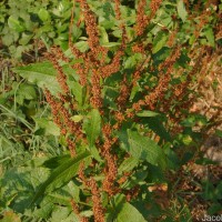 Rumex crispus L.